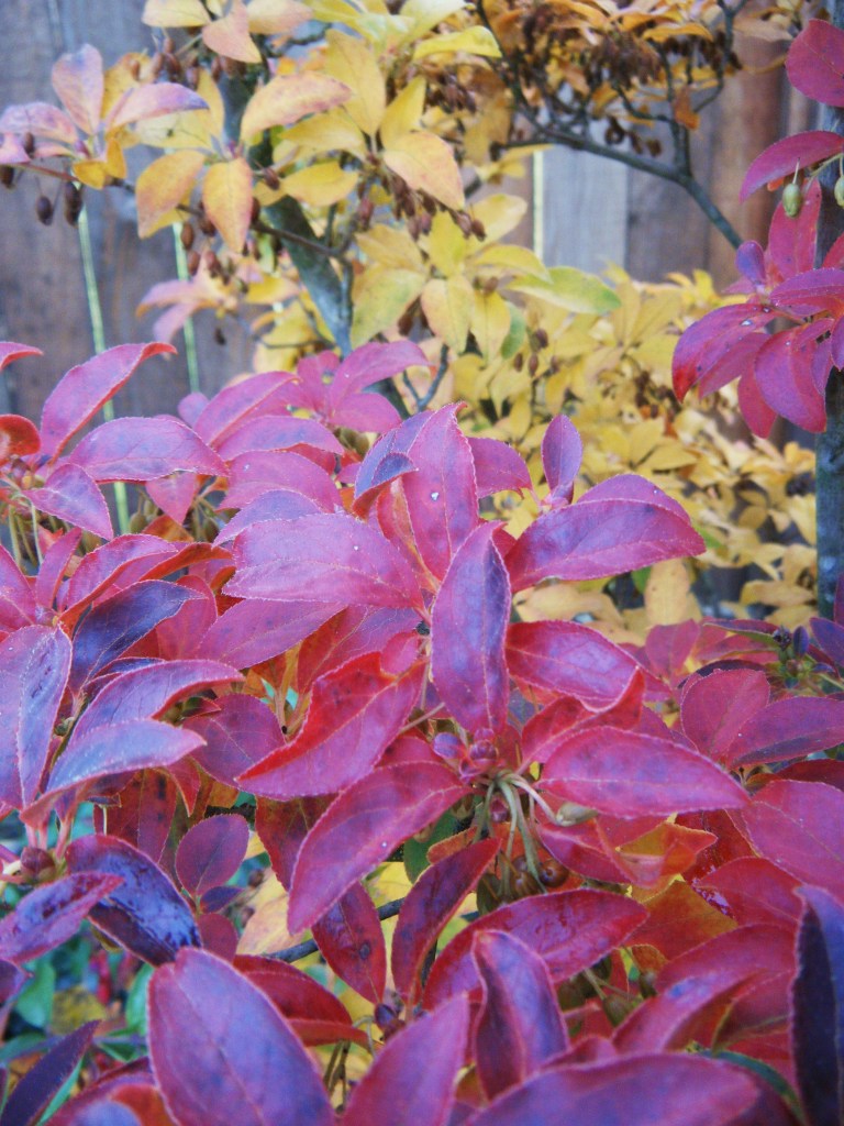 Enkianthus campanulatus fall colour