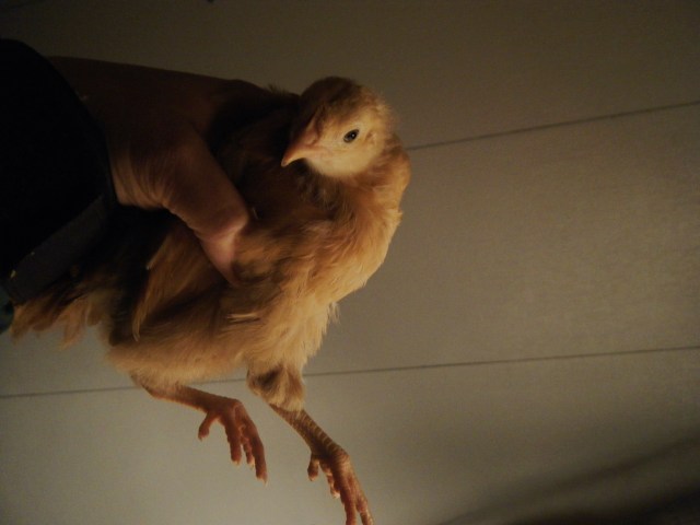 Buff Orpington chick